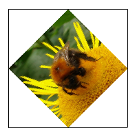 Sample bumble-bee